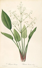 Illustration botanique / Redouté / plantain d'eau