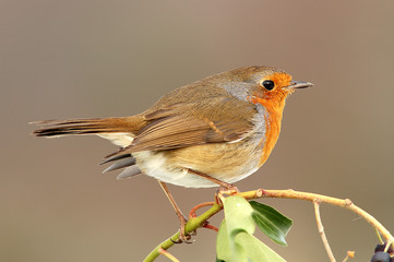Erithacus rubecula / Rouge gorge familier