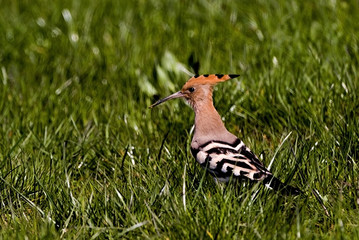 Upupa epops / Huppe fasciée