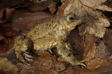 Bufo bufo / Crapaud commun