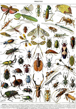 Illustration /zoologique / Insectes