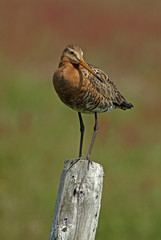 Limosa limosa / Barge à queue noire