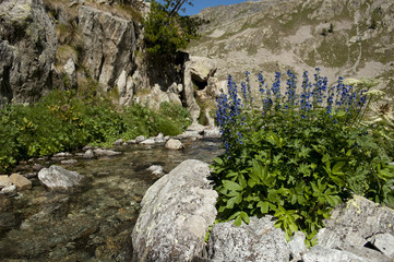 Delphinium dubium / Dauphinelle douteuse / Pied d'alouette douteux