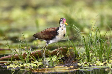 Jacana jacana / Jacana noir