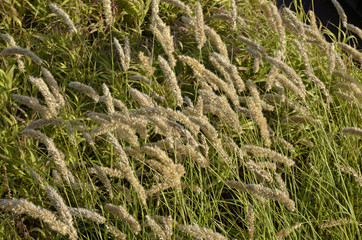 Melica altissima 'Atropurpurea' / Mélique géante