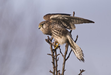 Falco naumanni / Faucon crécerellette