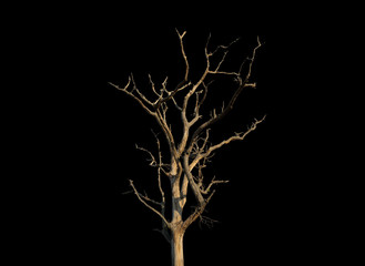 Dead tree on black background
