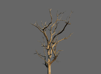 Dead tree on gray background