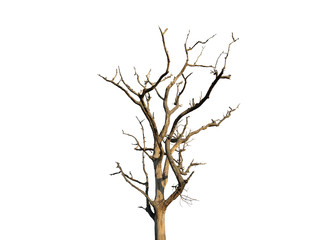 Dead tree on white background