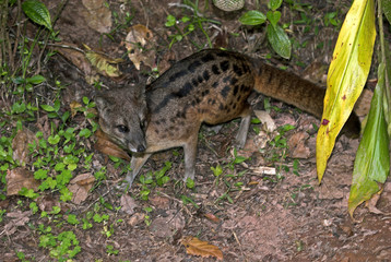 Fossa fossana / Civette malgache