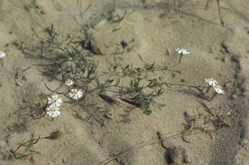 Silene portensis / Silène des ports