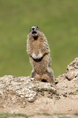 Marmota marmota / Marmotte