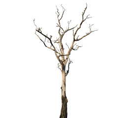 Dead tree on white background