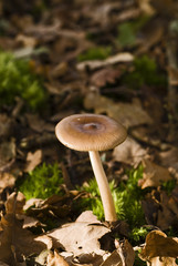 Amanita fulva / Amanite fauve