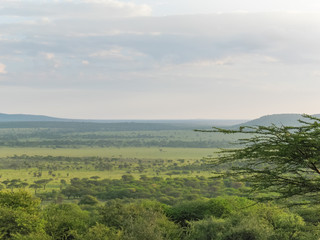 View on plain landscape of Serengeti National Park with acacia trees. Tanzania, Africa.
