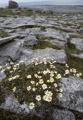 Plateau calcaire / Burren / Irlande