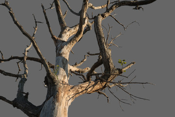 Dead tree on gray background