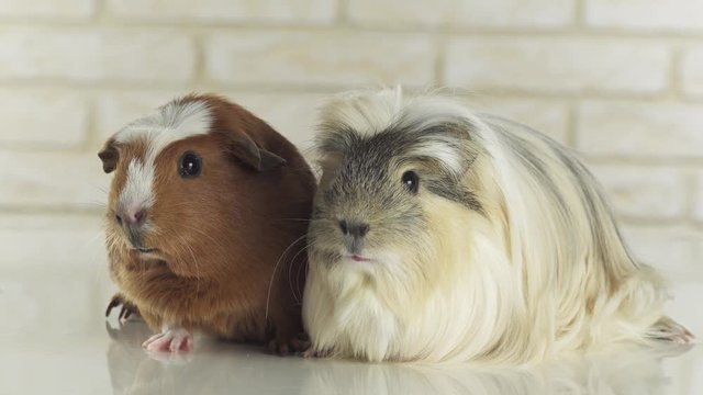 Guinea pigs breed Golden American Crested and Coronet cavy stock footage video