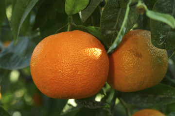 Citrus aurantium / Bigaradier / Oranger amer