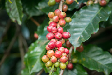Coffea tree is a genus of flowering plants whose seeds, called coffee beans, are used to make various coffee beverages and products.