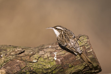 Certhia familiaris/ Grimpereau des bois