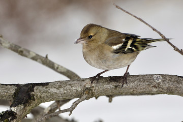 Fringilla coelebs / Pinson des arbres / femelle
