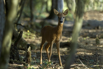 Capreolus capreolus / Chevreuil