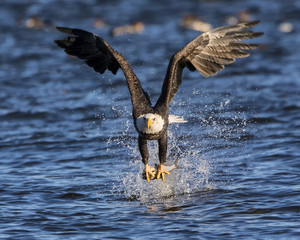Bald eagle rips it's meal from the frigid water