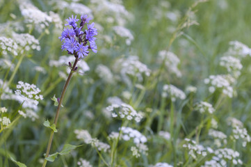 Lactuca alpina / Cicerbita alpina / Laiteron des montagnes