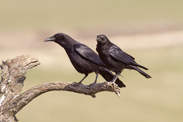 Corvus corone / Corneille noire