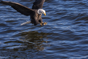 Bald eagle fishing  