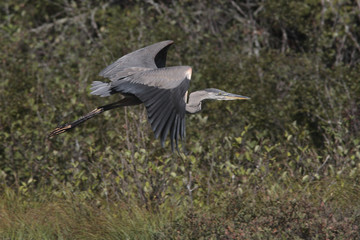 Ardea herodias / Grand héron bleu