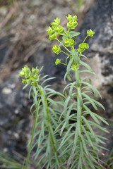 Euphorbia segetalis / Euphorbe des moissons