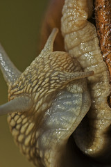 Helix pomatia / Escargot de Bourgogne