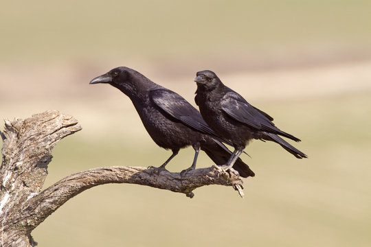 Corvus Corone / Corneille Noire