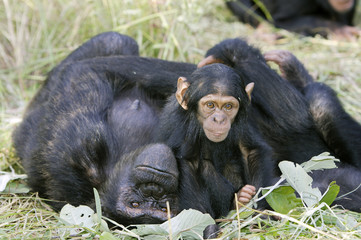 Pan troglodytes / Chimpanzé