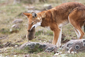 Canis simiensis / Loup d'Abyssinie / Loup du Simien