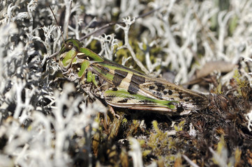 Oedaleus decorus / Oedipode soufrée