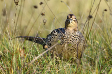 Phasianus colchicus / Faisan de Colchide / Faisan de chasse