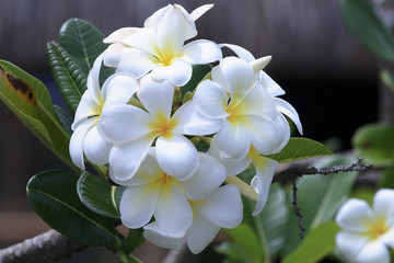 Plumeria rubra / Frangipanier / Fleur des temples