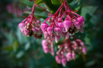 Pink Flowers of the Manzanita with water drops on them