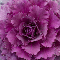 The center of a pink ornamental cabbage