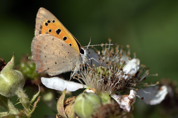 Lycaena phlaeas / Argus bronzé