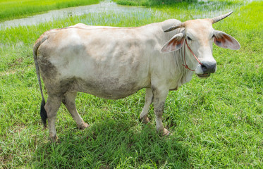 Cow graze Thailand