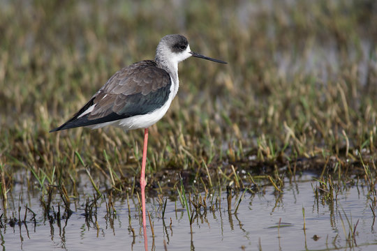 Himantopus Himantopus / Echasse Blanche