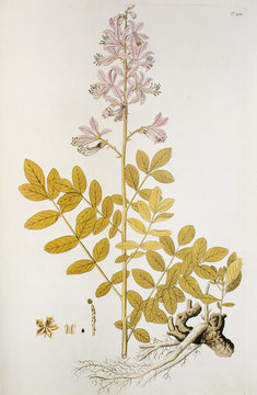 Illustration botanique / Dictamnus albus / Fraxinelle