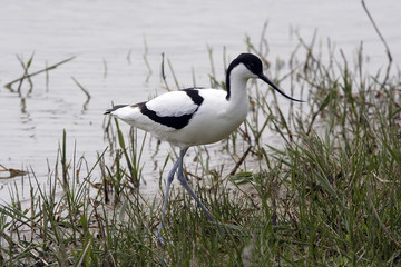 Recurvirostra avosetta / Avocette à nuque noire