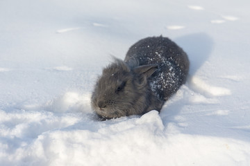 portrait of rabbit on snow
