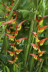 Heliconia rostrata / Balisier
