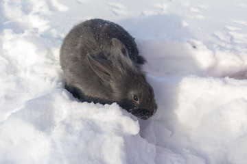 portrait of blue rabbit